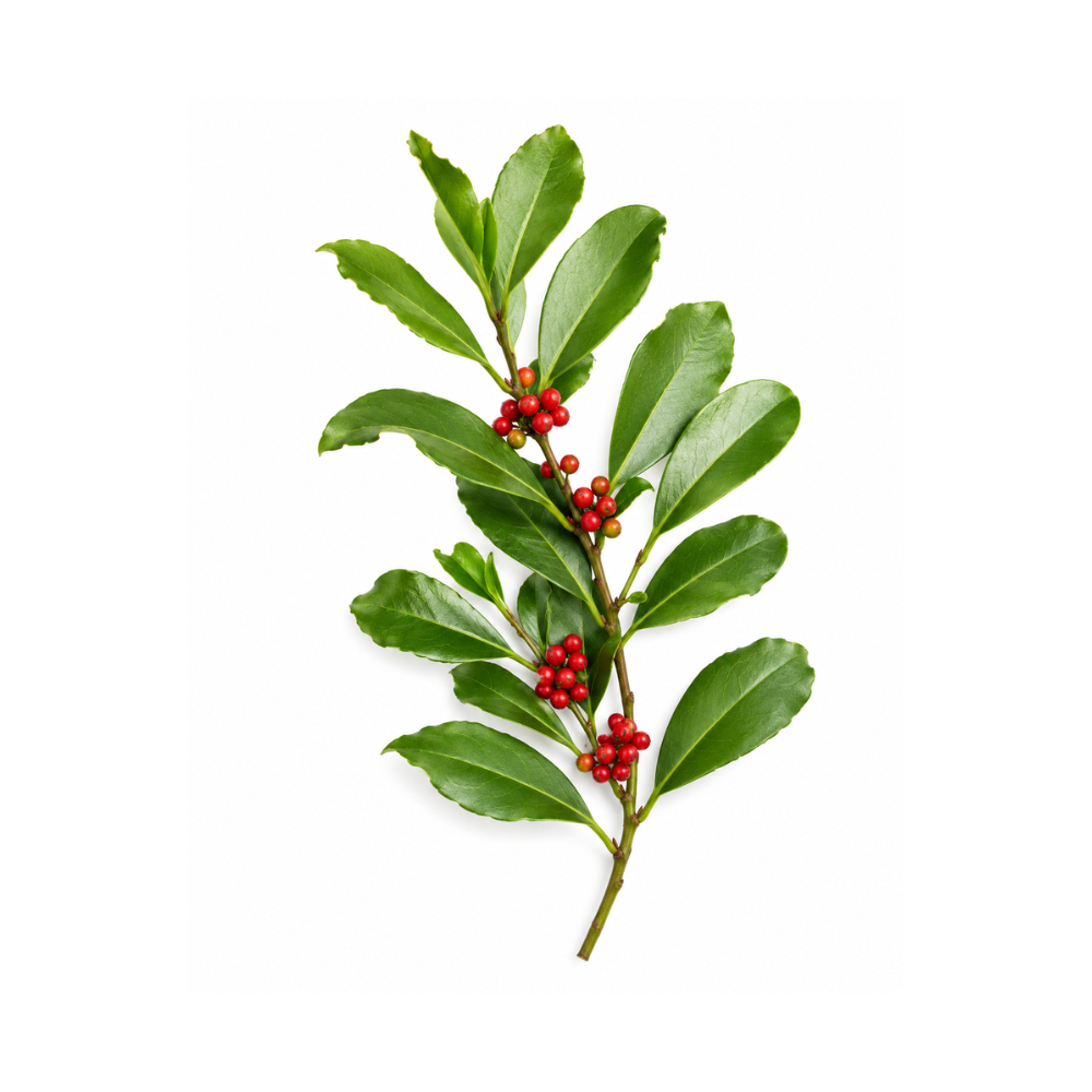 Yerba Maté