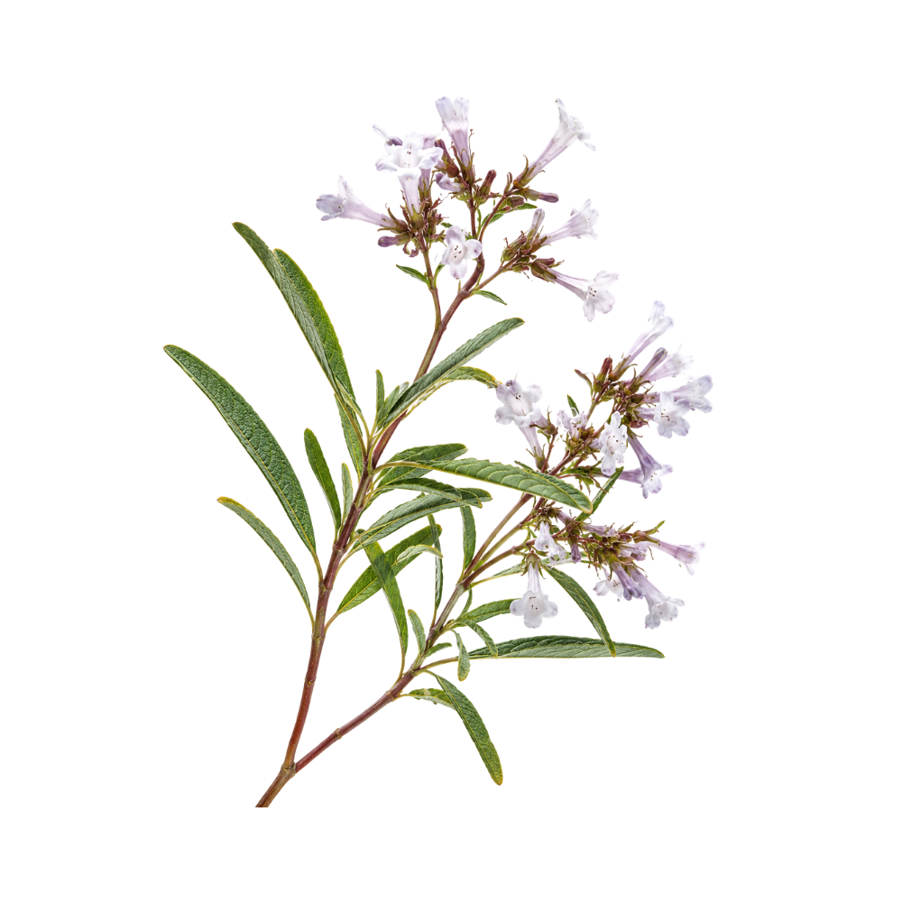 Yerba Santa