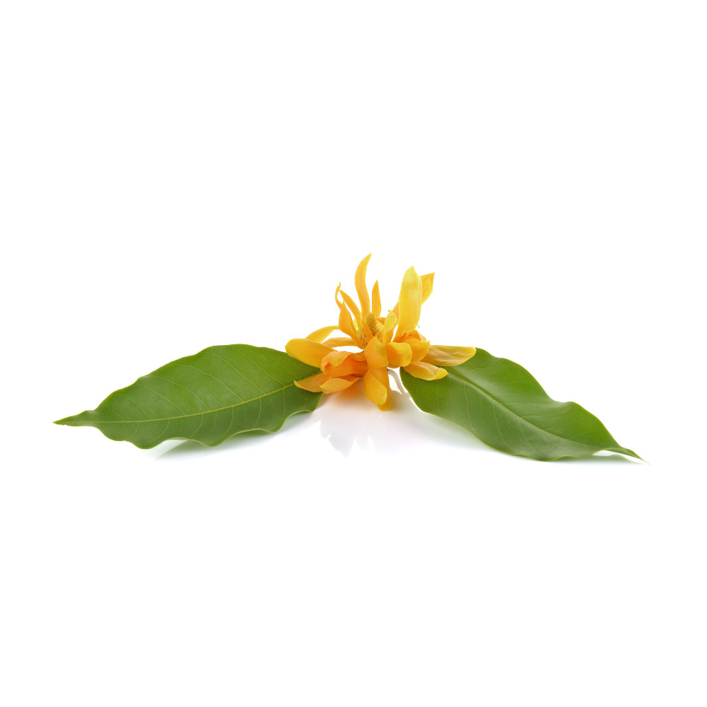 Ylang Ylang