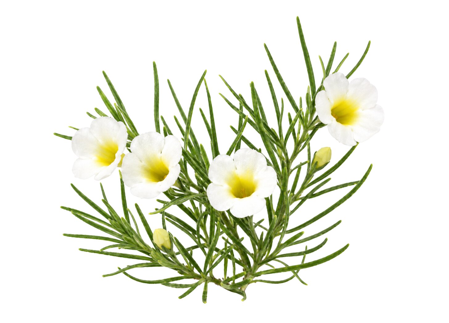 Anemopaegma arvense