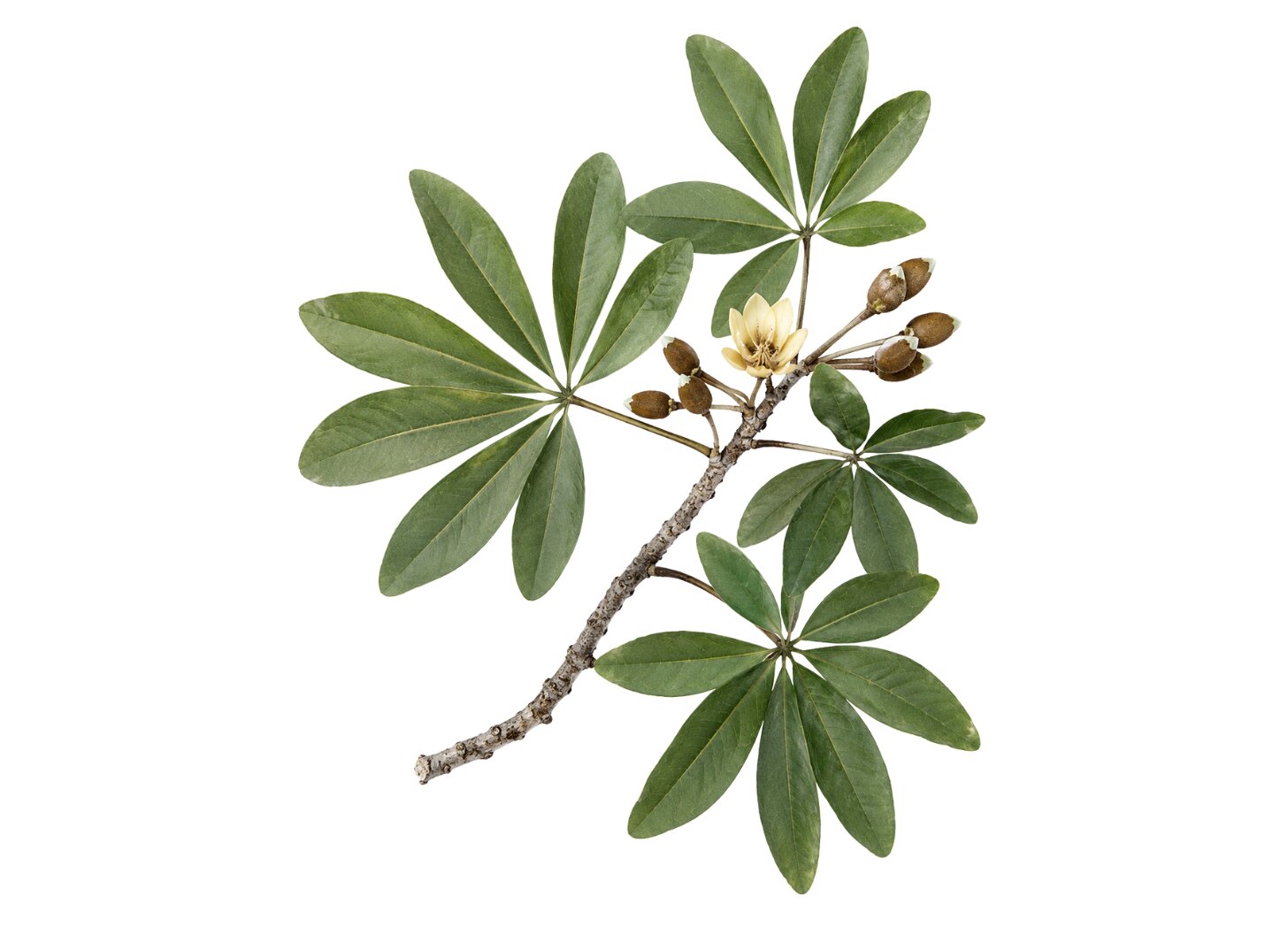 Eriotheca candolleana