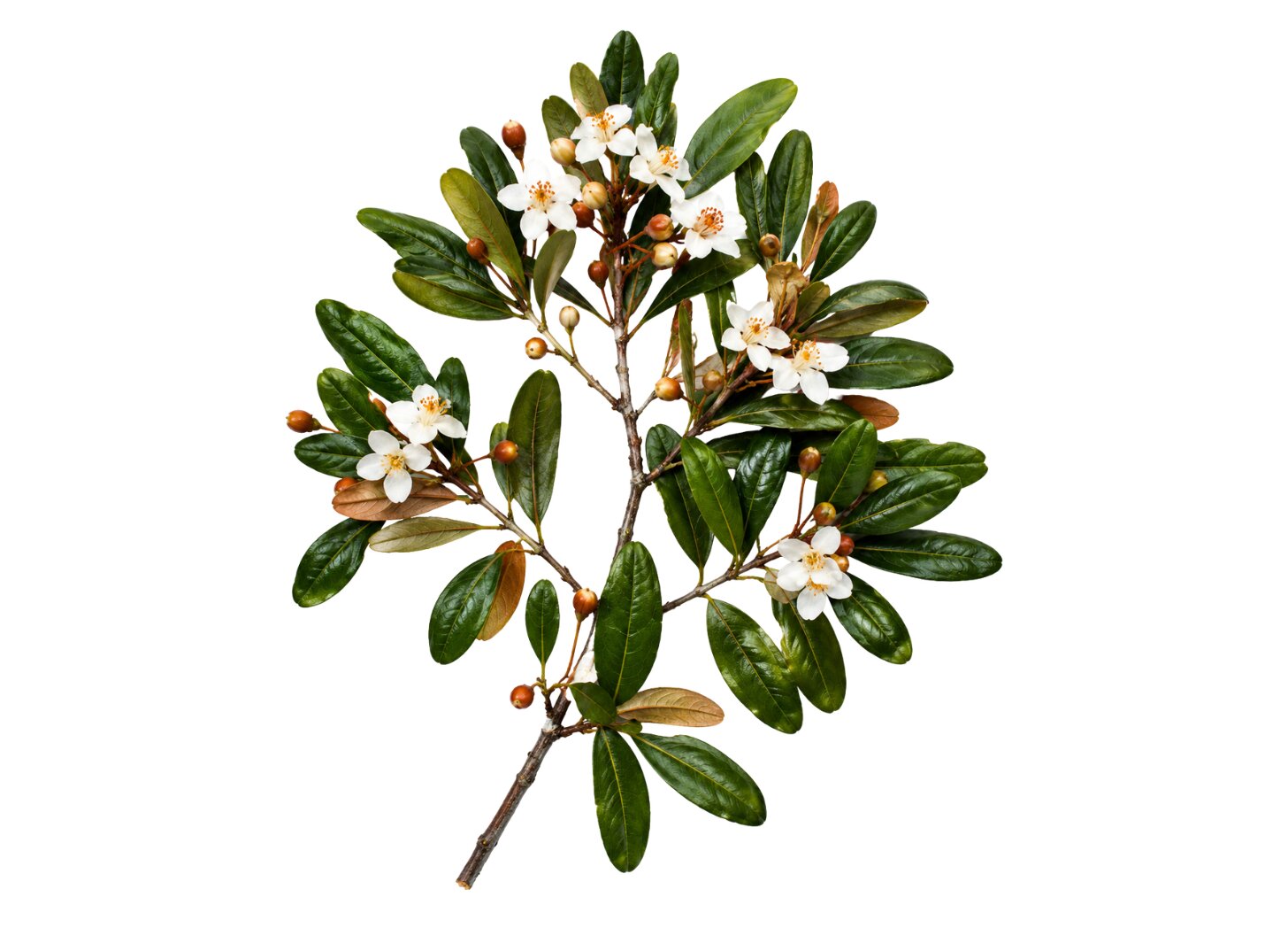 Erythroxylum vacciniifolium