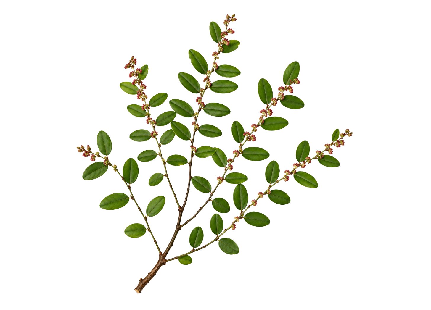 Phyllanthus nobilis