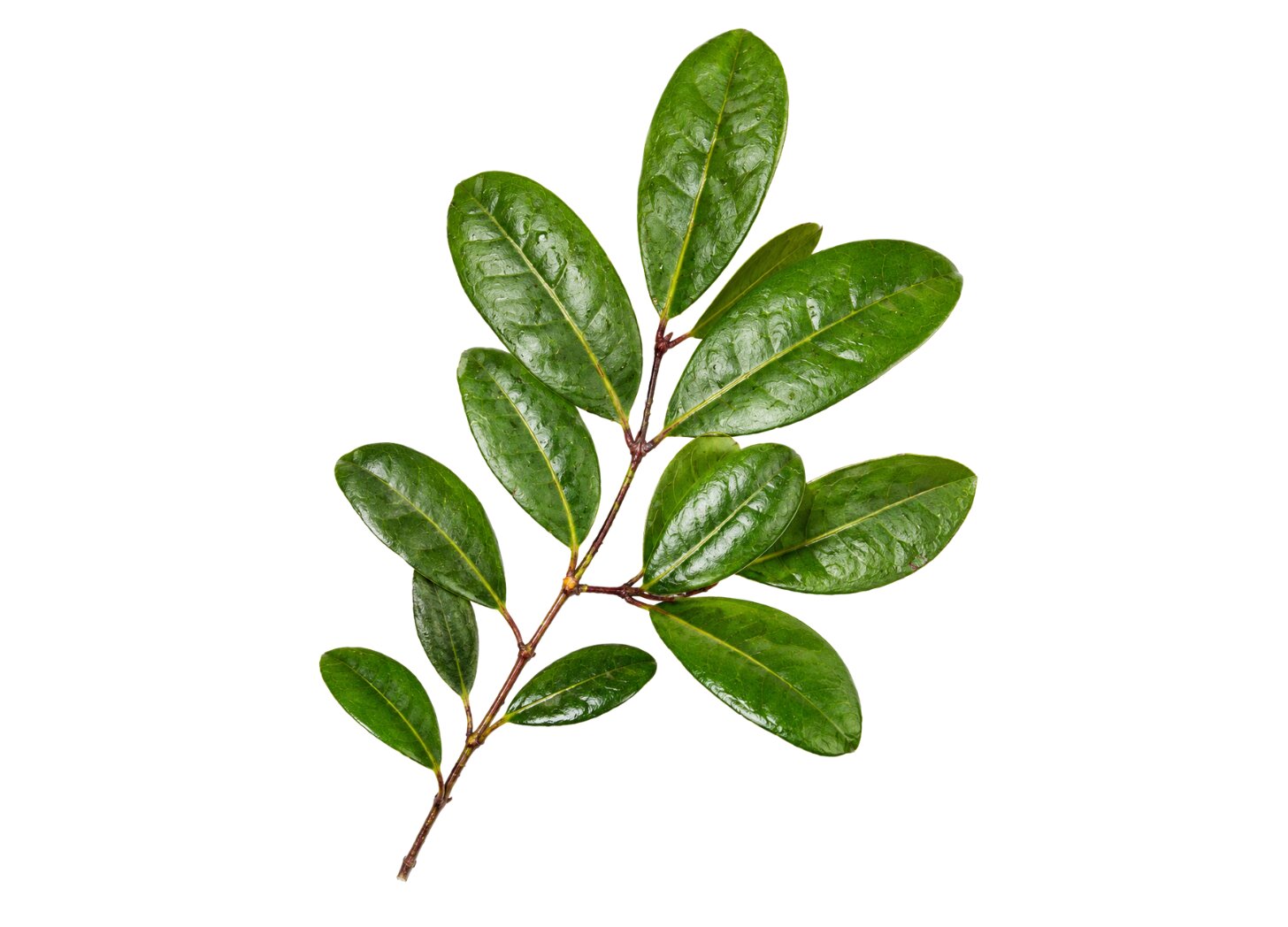 Protium catuaba (formerly Tetragastris catuaba)