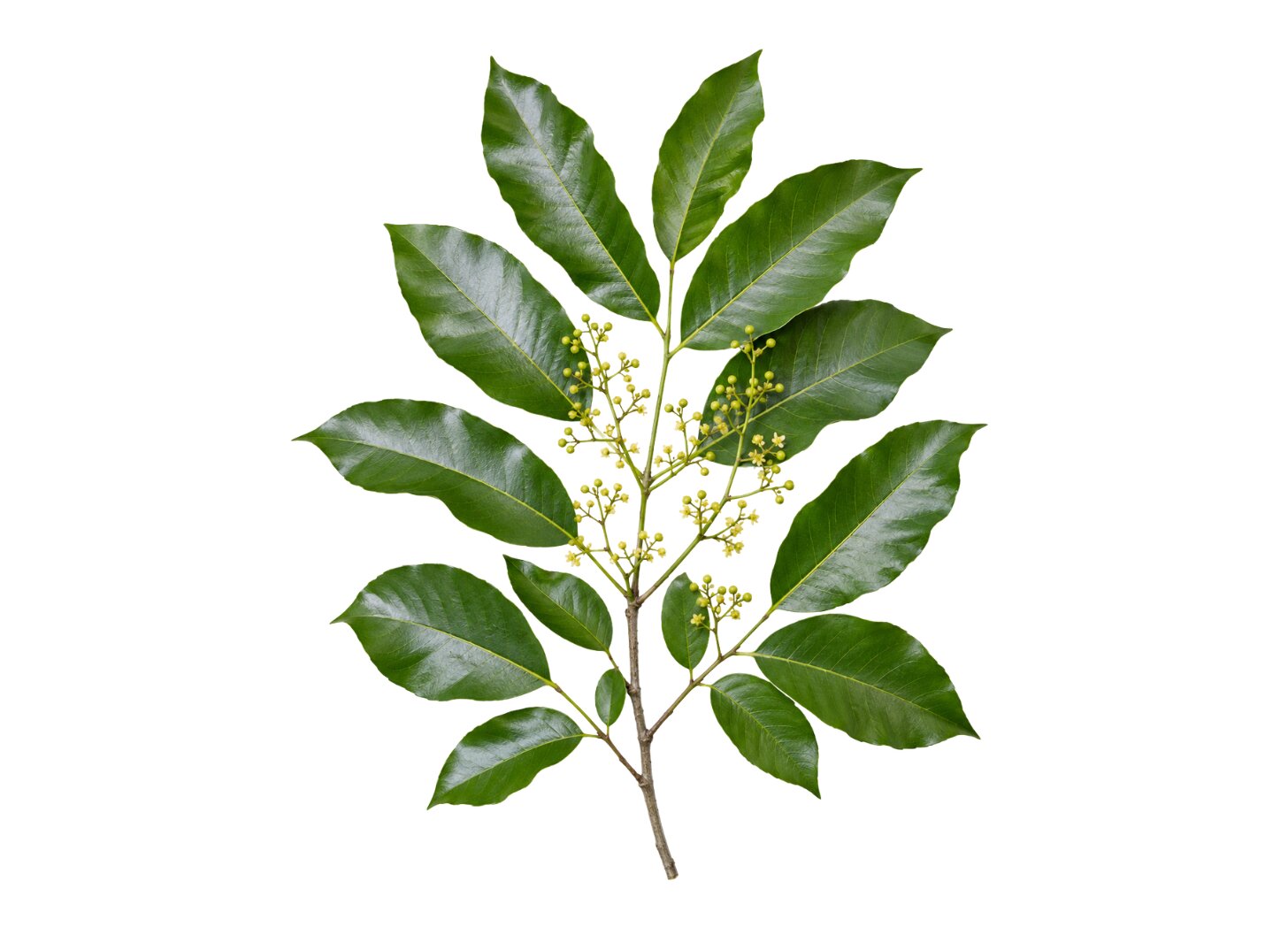 Trichilia catigua